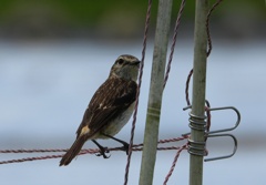 ノビタキ幼鳥？