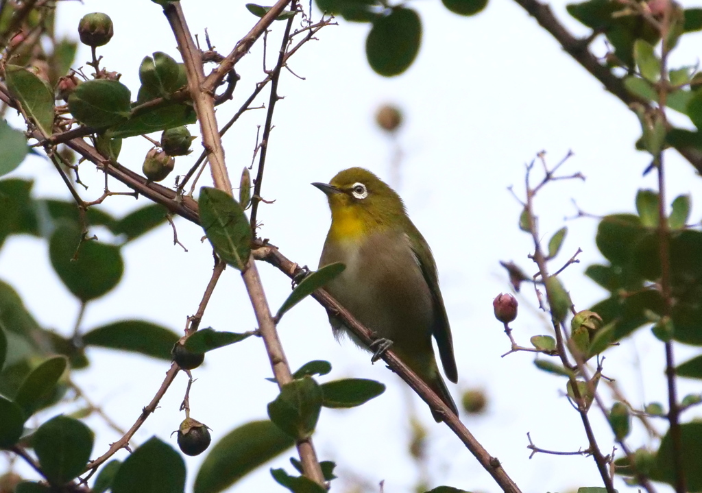 もう秋かな・・・２