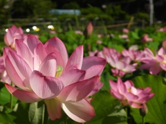 夏の光り