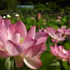 夏の光り
