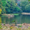 お山に佇む池
