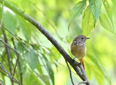 ジョビ幼鳥ちゃん②