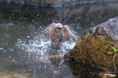 ヒヨドリさんの水浴び　②