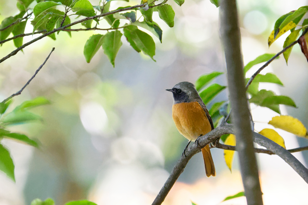 木陰のジョビ男君