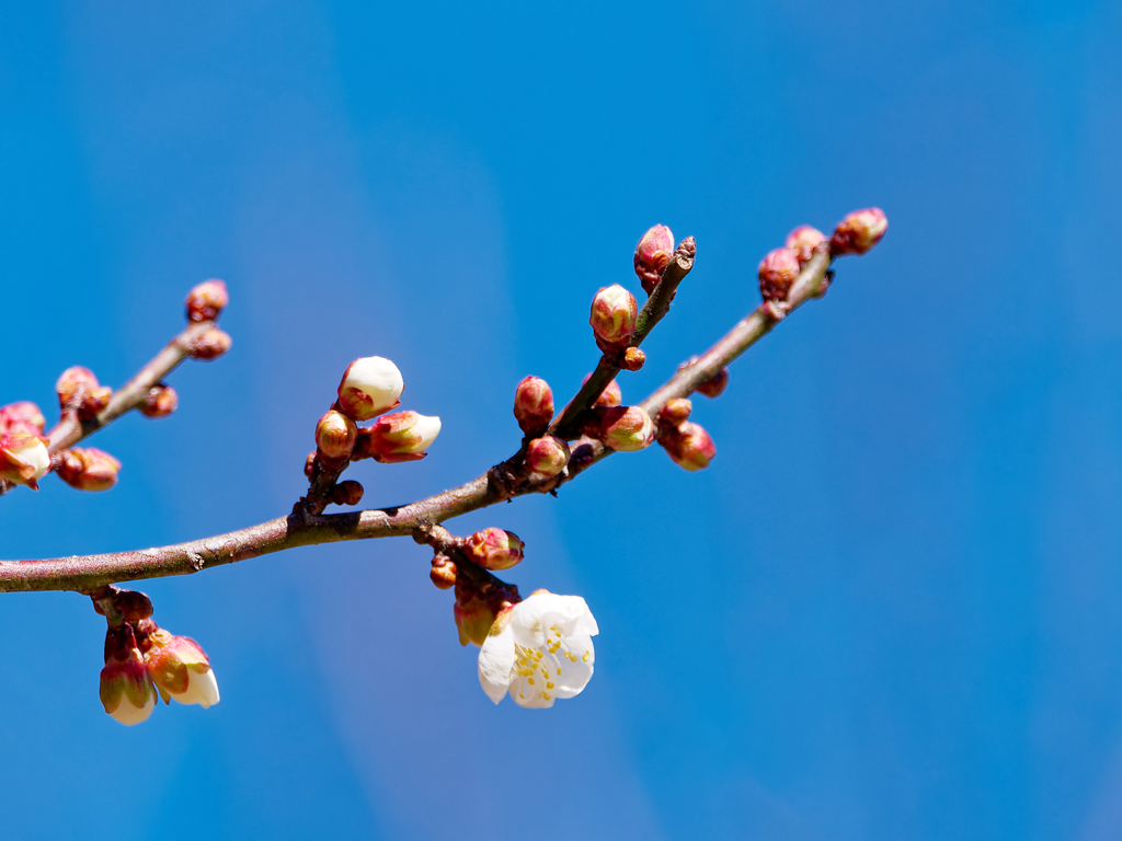 新春の兆し（梅）１