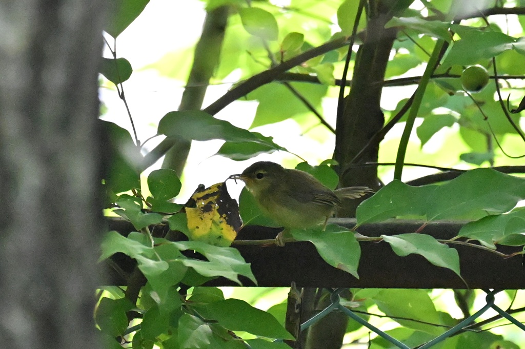 葉陰のウグイスさん③