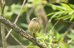 ジョビ幼鳥ちゃん①