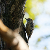 秋のコゲラさん　②