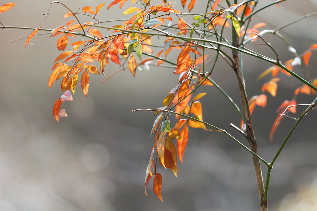 紅葉南天