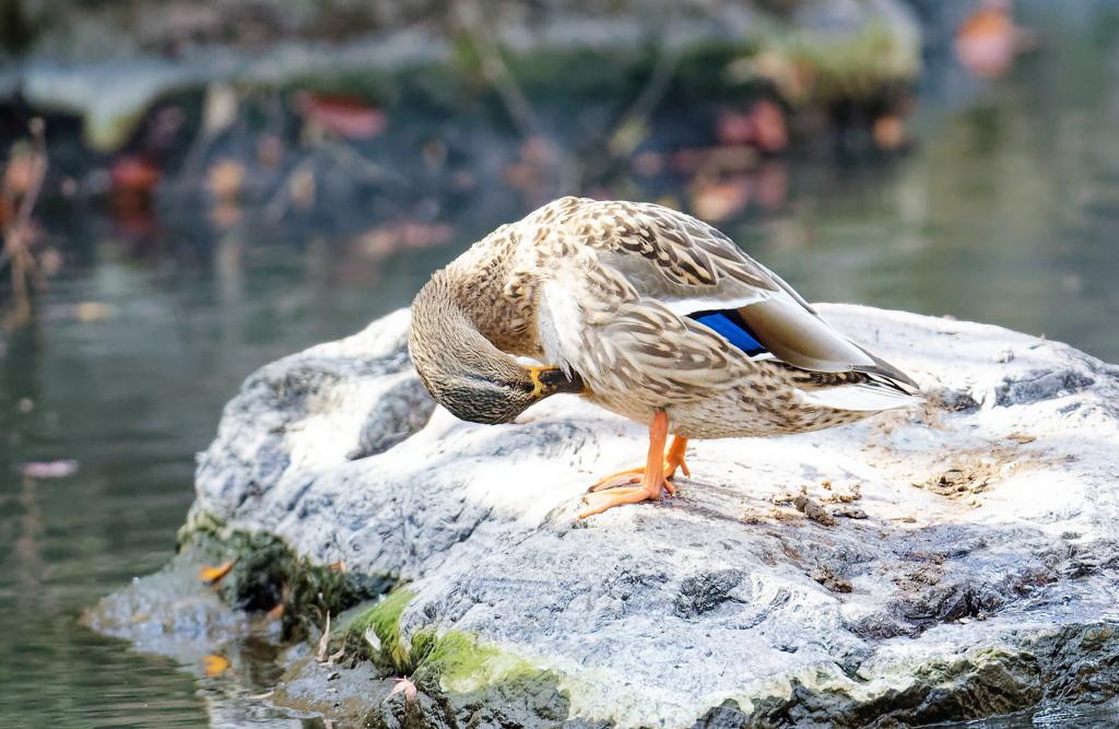 カモさんの羽繕い