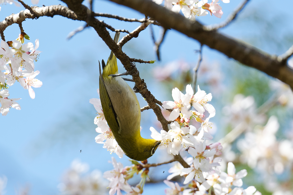 春の夢　①