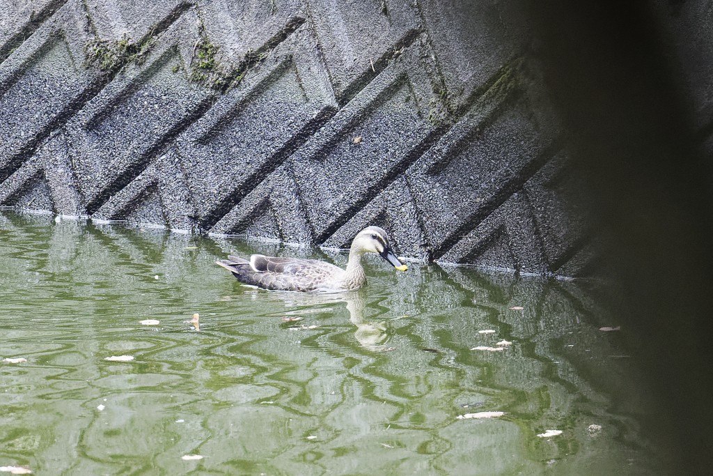 カルガモさんの潜水　①