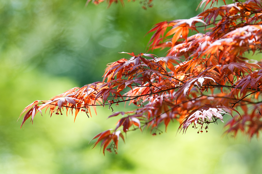 新緑の中の紅葉