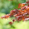 新緑の中の紅葉