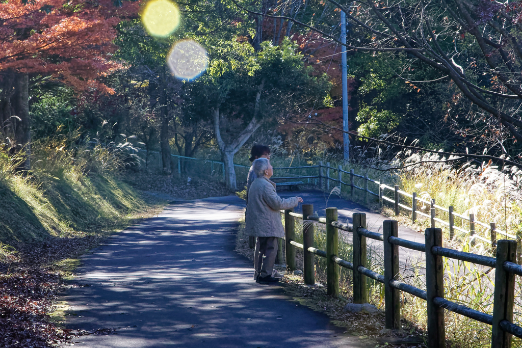 晩秋のお散歩