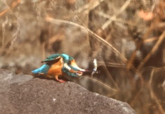 カワ男君のお食事　③