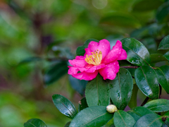 雨後の冬花