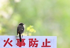 山火事防止？