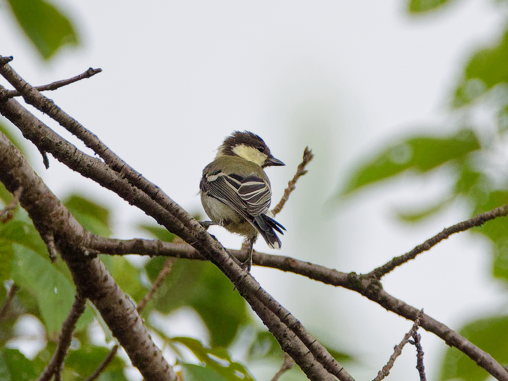 今朝のシジュウカラ　④　(2023.08.01)