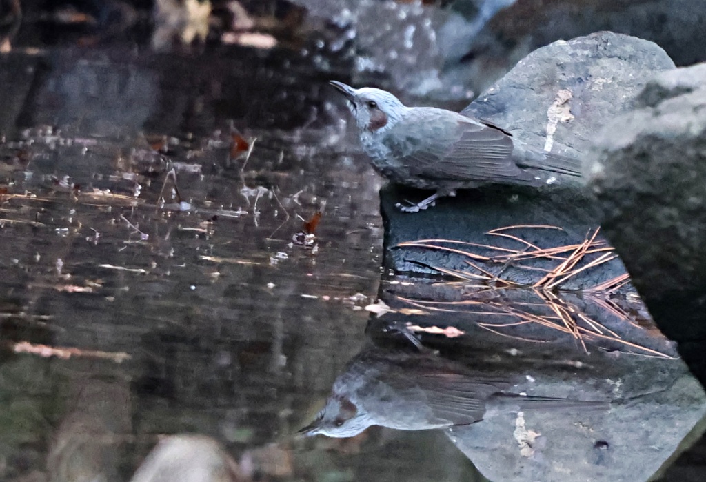 水鏡
