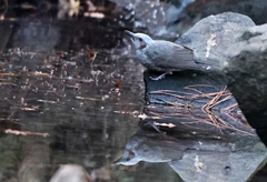 水鏡