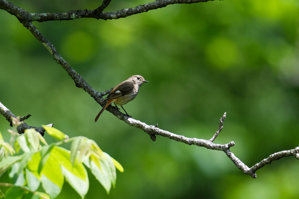 初夏の冬鳥　②