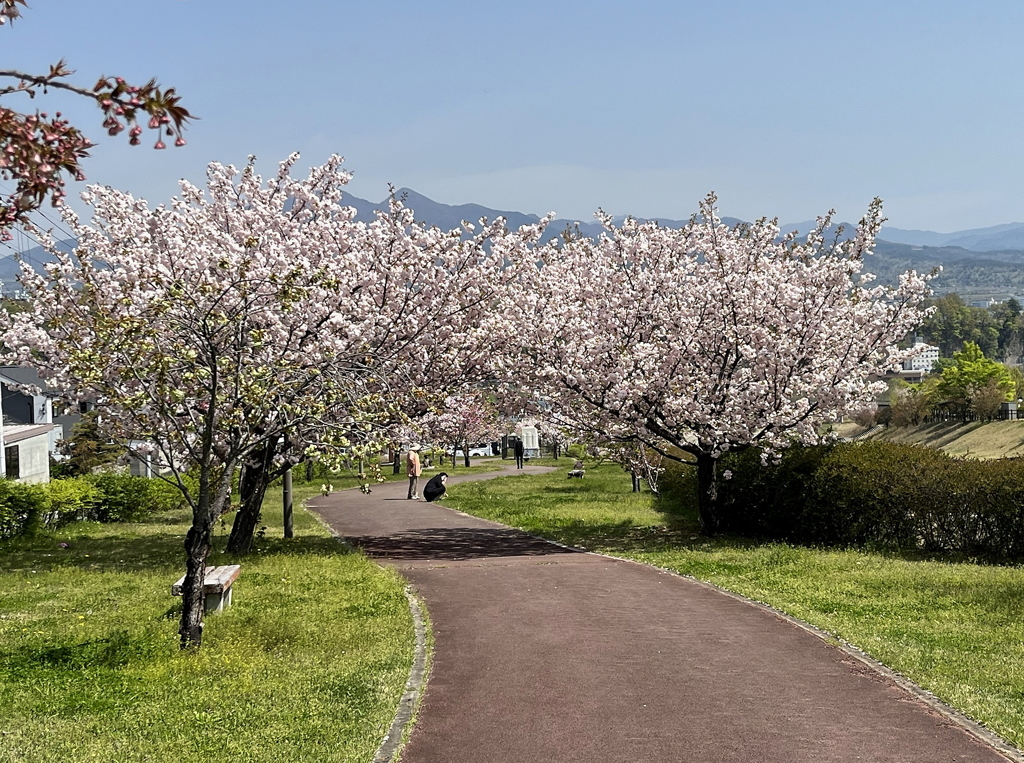 桜の遊歩道