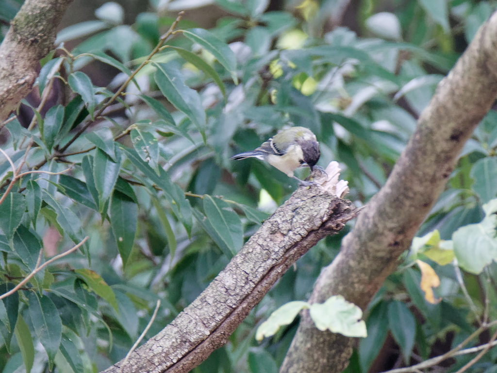 得意顔まで・・・②
