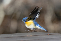 続・幸せの青い鳥　①