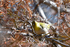 何か言いたげな・・・