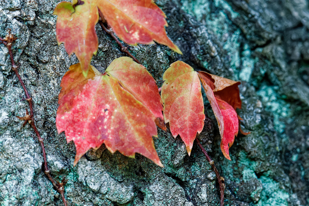 蔦の紅葉