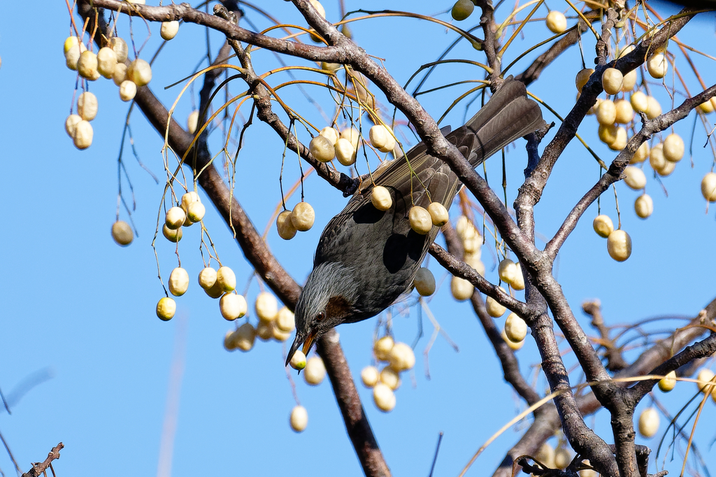 木の実を咥えて