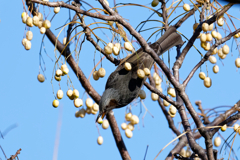 木の実を咥えて