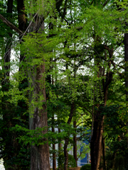ミゾゴイの棲む林