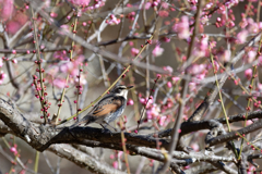 春を想って・・・