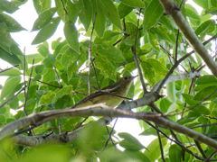 君の名は・・・