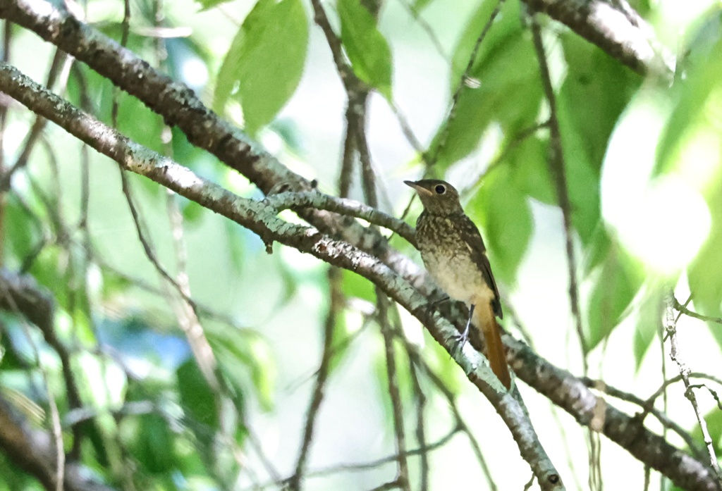 初見・初撮り！ジョビ幼鳥　②