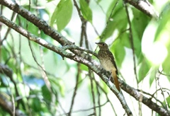 初見・初撮り！ジョビ幼鳥　②