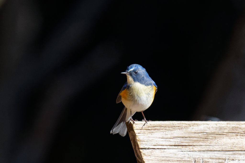 幸せの青い鳥　③