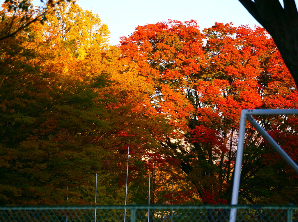 公園の紅葉