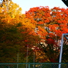 公園の紅葉