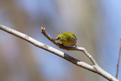 メジロ四態　④