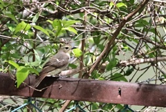 キビタキ　♀