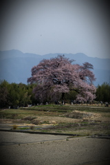 わに塚の桜　①