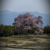 わに塚の桜　①