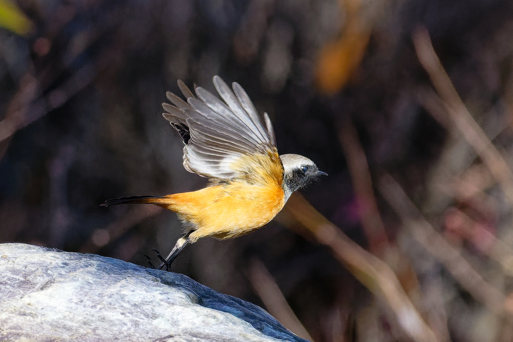 ジョビ君の飛び出し①