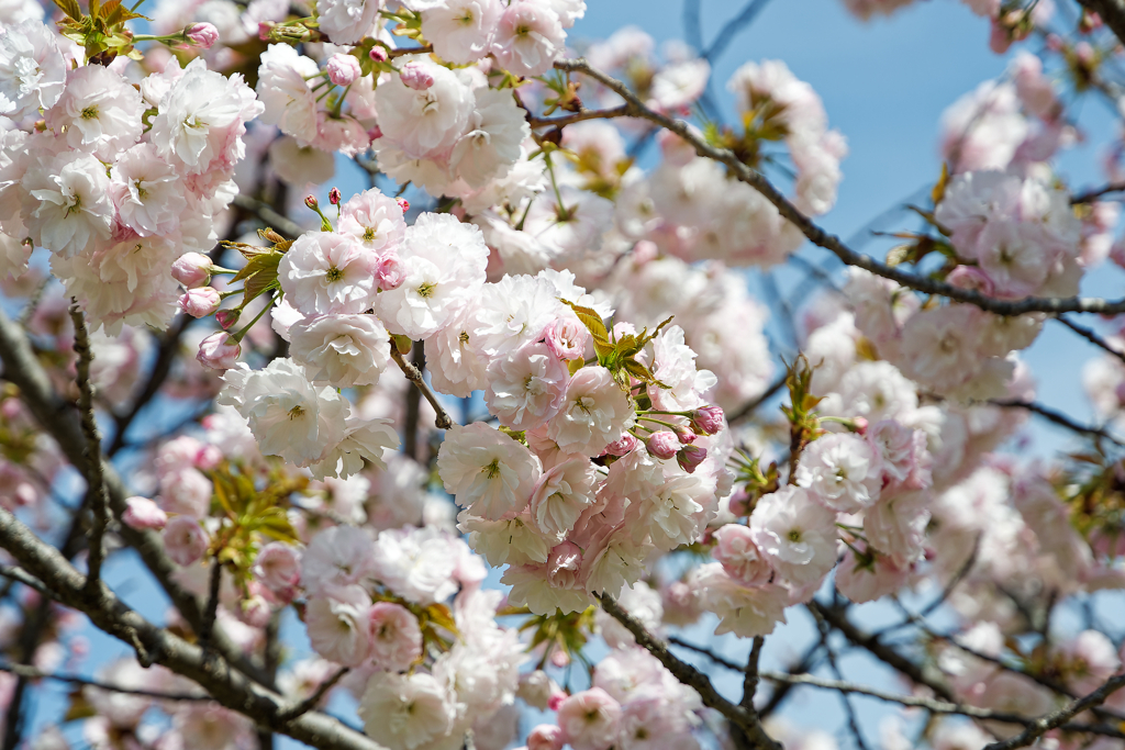 八重桜　②