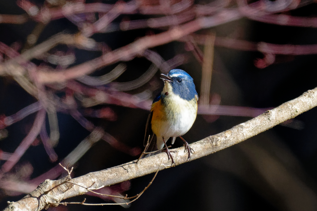 幸せの青い鳥　②
