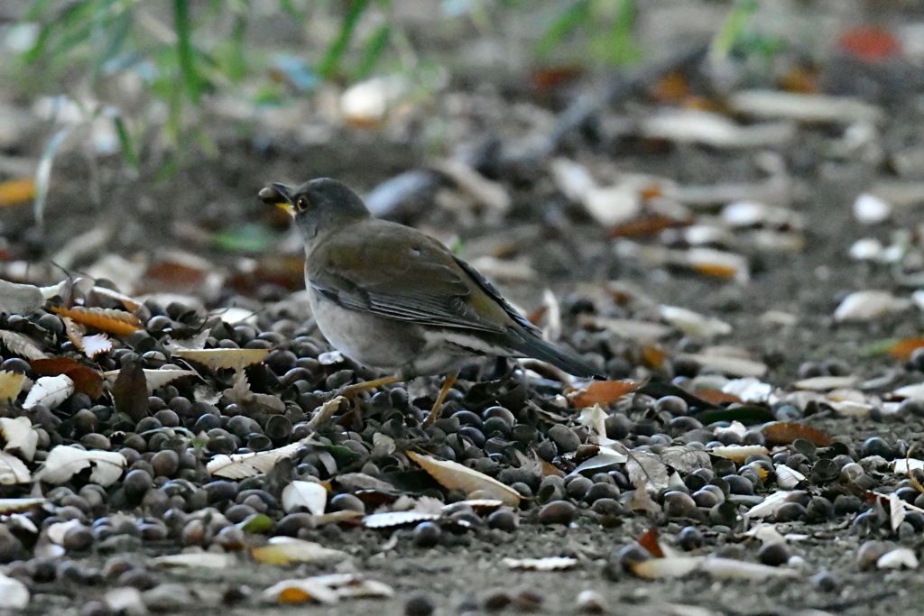冬鳥飛来