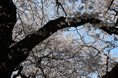 芸術村の春　②